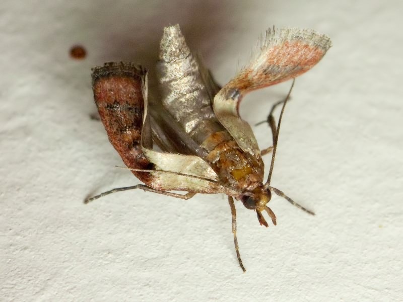 Plodia interpunctella (Hübner, 1813)